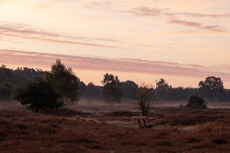 Heide in der Morgenstund